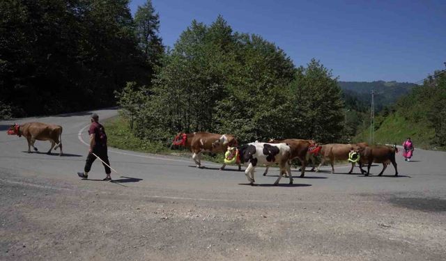 Karadeniz’den Renkli Yayla Göçleri