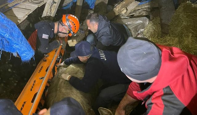 Borçka’da Ahır Çöktü: Büyükbaş Hayvanlar Kurtarıldı