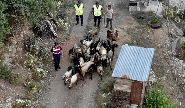 Artvin'de Kaybolan Keçileri Jandarma Ekipleri Buldu