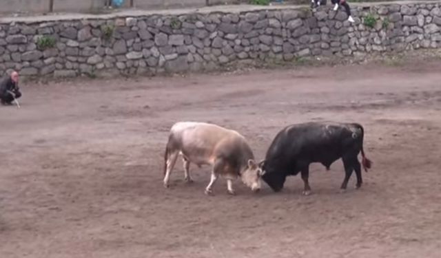 Murgul’da Boğa Güreşleri Festivali Coşkusu Sona Erdi