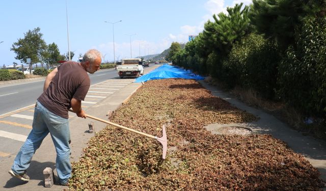 Karadeniz Sahil Yolu'ndaki kaldırımlarda fındık kurutma mesaisi başladı