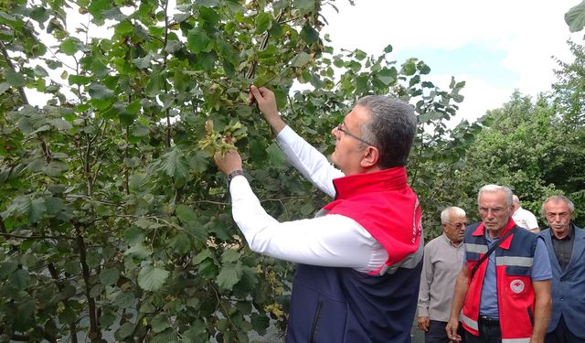 Samsun'da 91 bin 500 ton fındık rekoltesi bekleniyor
