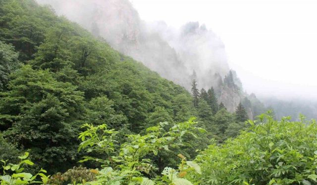 Eşini Öldürdükten Sonra Ormanlık Alana Kaçan Cinayeti Zanlısını Arama Çalışmaları Sürüyor
