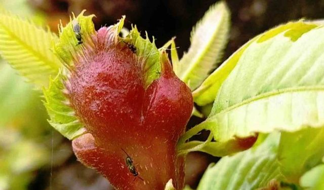 Orman katili gal arısına karşı 2 bin 500 faydalı böcek doğaya salındı