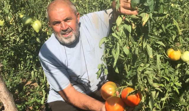 Unutulmaya yüz tutmuş ata tohumlarından domates üretiyor