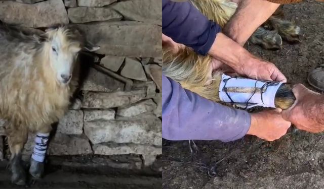 Köylülerin Şefkati Yarılı Keçiyi Hayata Bağladı