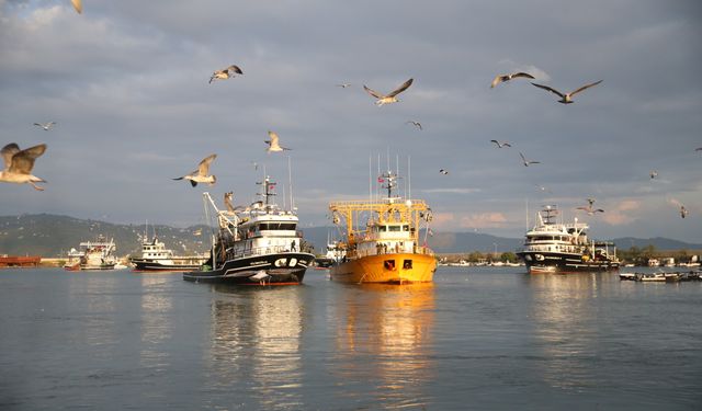 Karadeniz'de hamsi bolluğu balıkçıların yüzünü güldürdü