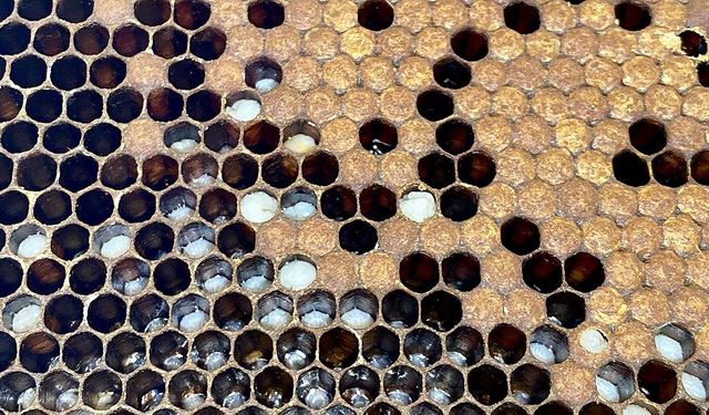 Apiterapi otoimmün hastalıkların tedavisinde umut oluyor