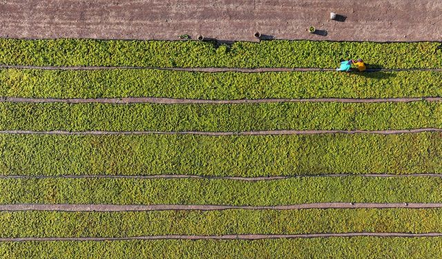 Çiftçilere 349 milyon lira tutarında destekleme ödemesi bugün yapılacak