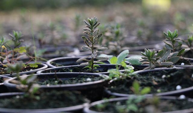 Trabzon'da doku kültürü laboratuvarında yılda yaklaşık 200 bin fidan üretiliyor