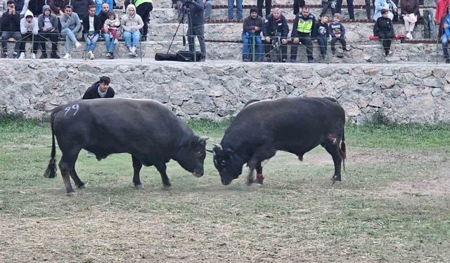 Şap Hastalığı Nedeniyle Ertelenen Ardanuç Boğa Güreşleri Festivali Sona Erdi