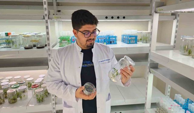 Yüksek antioksidan kapasiteye sahip yeni domates geliştirilecek