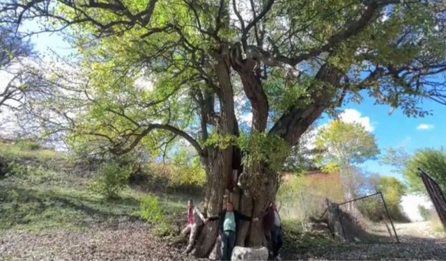 Artvin Anıt Ağaç Zenginliğiyle Öne Çıkıyor
