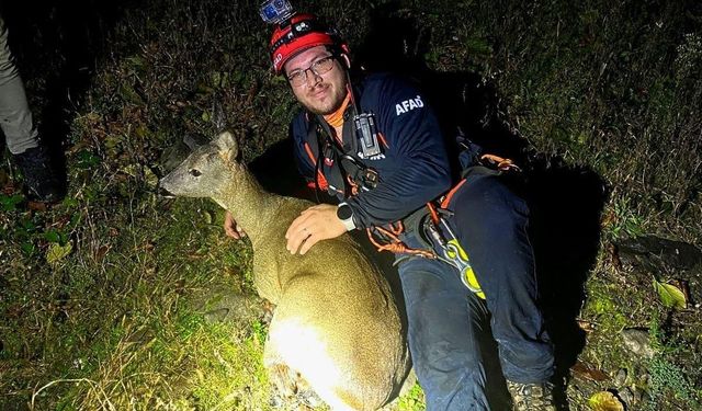 Dereye Düşen Yaralı Karaca Kurtarıldı