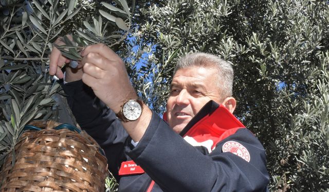 Demirkent’te Zeytin Hasadı Başladı