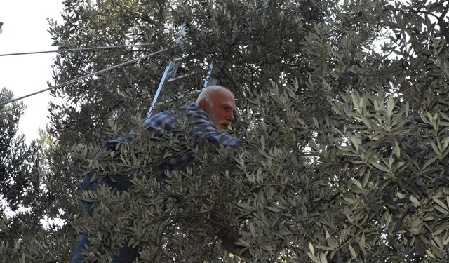 Butko Zeytini Emekle Sofralara Ulaşıyor