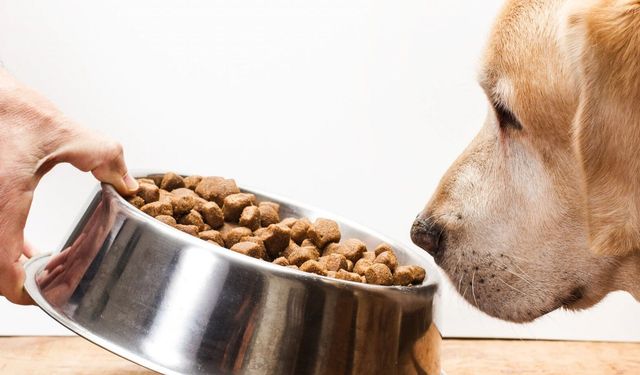 KÖPEK MAMASI MAL ALIMI