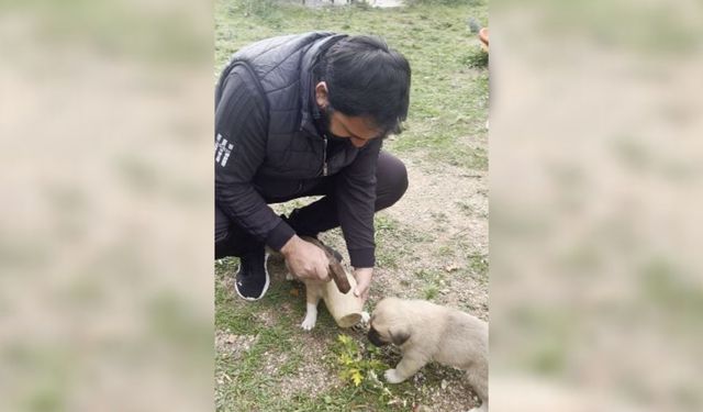 Yavru Köpeğin Merakı Kırılan Testi ile Son Buldu