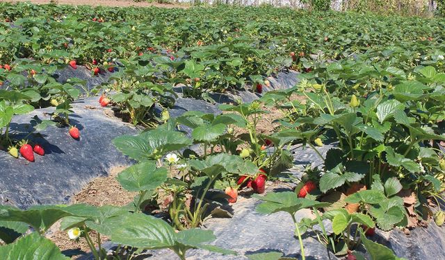 Organik tarım üretimi 1,3 milyon tonu aştı