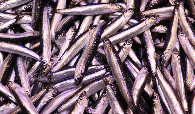 Trabzon'da hamsinin kilogramı 100 liraya yükseldi