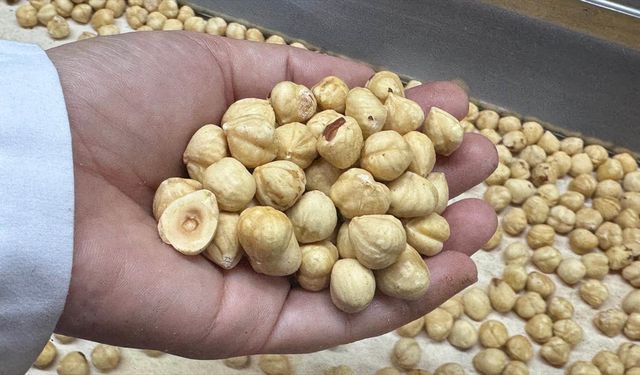 Türkiye, fındık ihracat sezonunun ilk iki ayında 351 milyon doları aşkın gelir sağladı