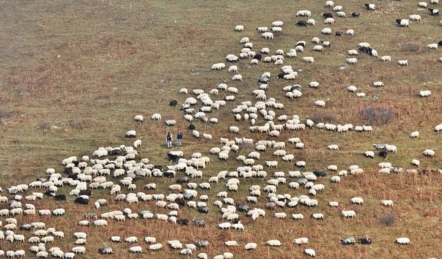 Zirvedeki Saveriksa Yaylası'nda besicilerin mesaisi sürüyor