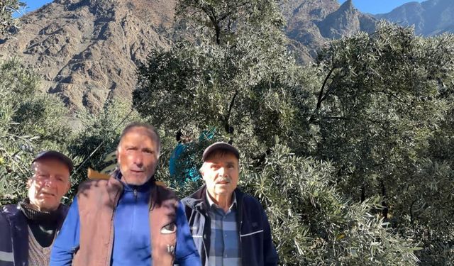 Butko Zeytini Hasadı Devam Ediyor