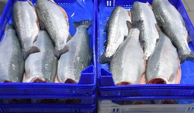 Doğu Karadeniz'in 11 aylık Türk somonu ihracatı 164 milyon doları aştı