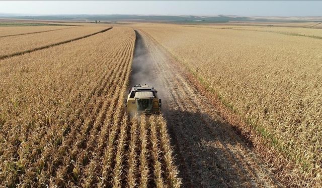 Tarım ÜFE kasımda aylık bazda yüzde 1,56 azaldı