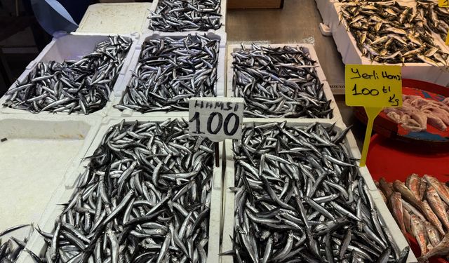Trabzon'da hamsi ve istavrit 100 liradan satılıyor