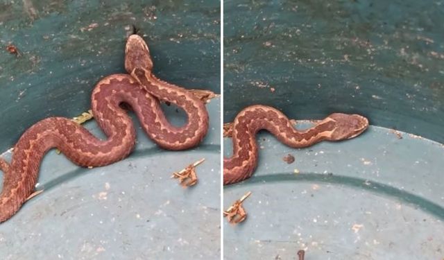 Doğu Karadeniz'de Ayılardan Sonra Yılanlar Da Kış Uykusuna Yatmadı