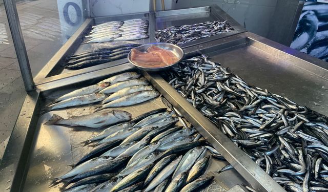 Hopa’da Balık Tezgahlarında Hareketlilik