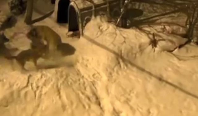 Artvin'de Cesur Bekçi Köpeği 6 Kurda Meydan Okudu