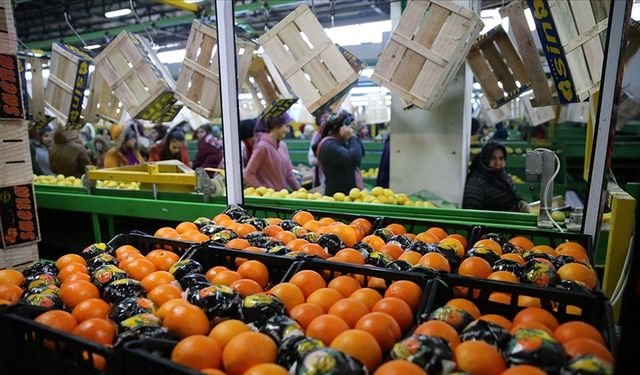 Tarım sektöründen 2025'te tüm zamanların en yüksek yıllık ihracatı