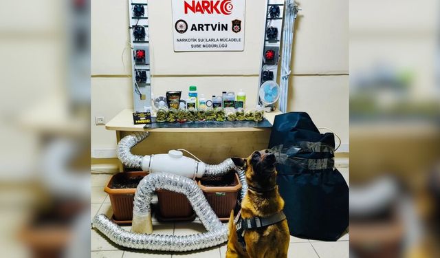 Artvin'de uyuşturucu madde ve yetiştirme düzeneği ele geçirildi