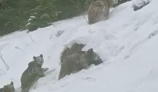 Artvin'de Kış Uykusuna Yatmayan 4 Boz Ayı Kamerada