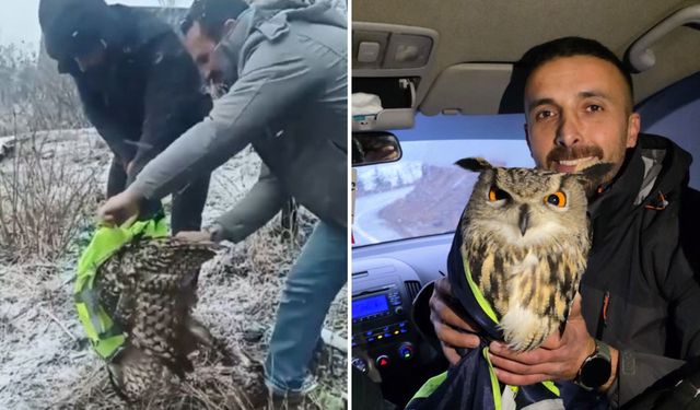 Ardanuç'ta Tellere Takılan Baykuşu İl Özel İdaresi Ekipleri Kurtardı