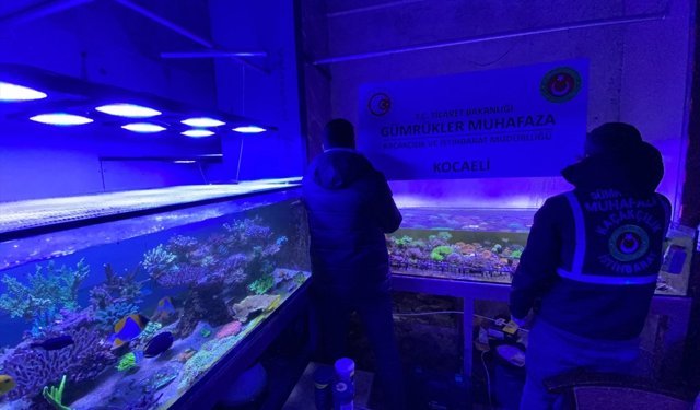 Ticaret Bakanlığı ekipleri geçen yıl kaçak girişim kapsamında 85 binden fazla canlı hayvan ele geçirdi
