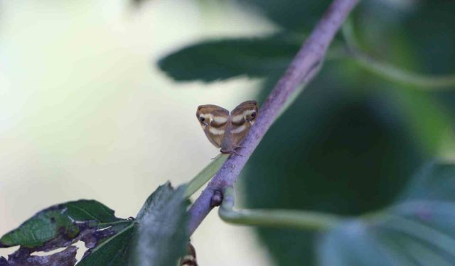 Doğu Karadeniz'de üçlü istilacı tür tarımı tehdit ediyor
