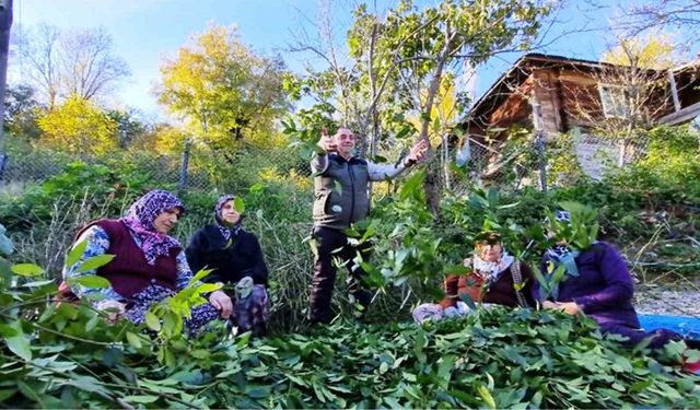 Orman köylüsü ekmeğini topraktan çıkartıyor