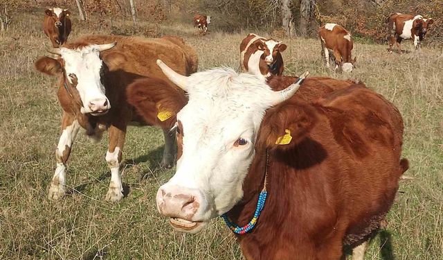 Şapla mücadelede kritik dönem başladı: Aşısız hayvana sevk yok, ceza var