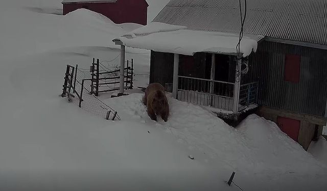 Sis Dağı'nın davetsiz misafiri: Koca ayı evleri mesken tuttu