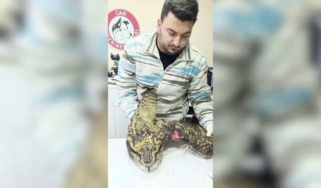 Puhu Kuşu Tedavi Altına Alındı