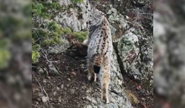 Yaban Hayatında Nadir Görüntü: Artvin'de Dağların Zirvesinde Gebe Vaşak Kamerada