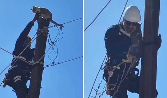Köpeklerden Korkup Elektrik Direğine Çıkan Kedi Kurtarıldı