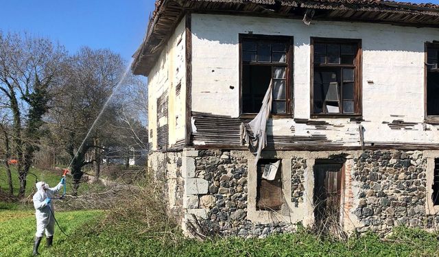 Samsun'da Kahverengi Kokarca Zararlısına Karşı Kışlak İlaçlama Çalışması Yapılıyor