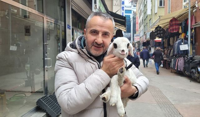 Samsunlu esnaf sahiplendiği kuzuyu iş yerinde de yanından ayırmıyor