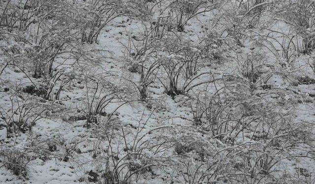 Fındıkta zirai don tehlikesi devam ediyor