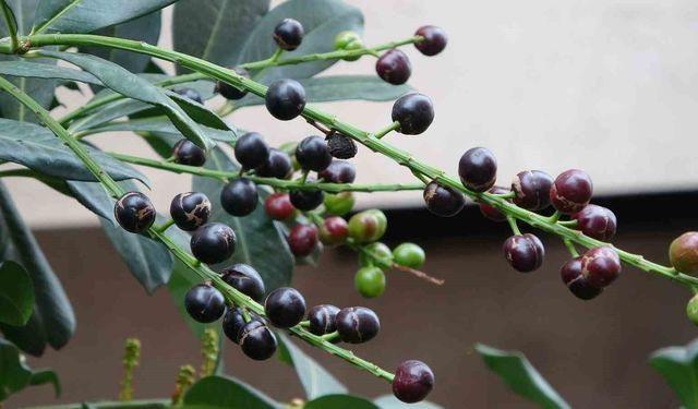 Karayemiş ağacı mevsimine 3 ay kala meyve verdi: 'Tadı çok güzel'