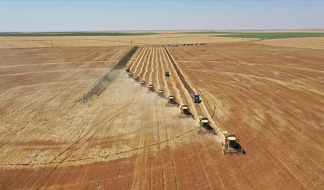 Tarım ÜFE haziranda aylık bazda yüzde 9,02 azaldı